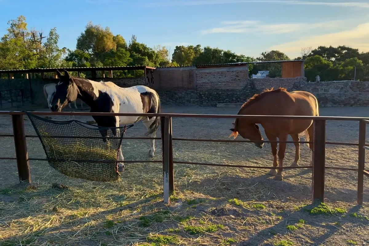 Un caballo y una persona de pie, cercanos, en un campo abierto